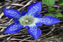 Gentiana kurroo